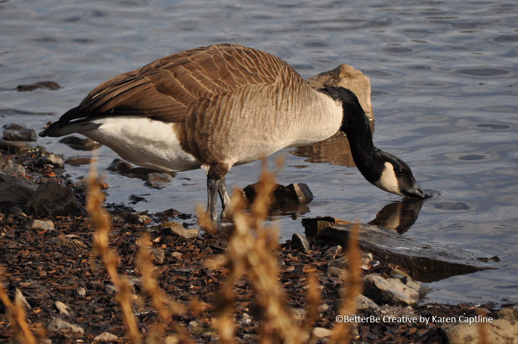 WILDLIFE----GOOSE-2.jpg