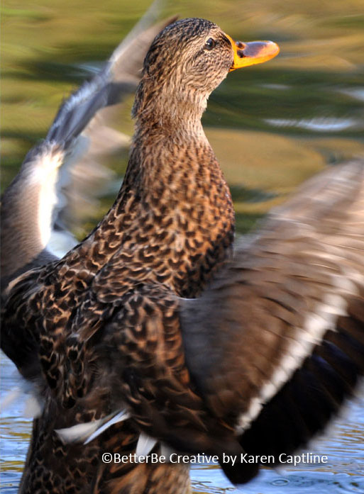 WILDLIFE--DUCK-FLAP.jpg