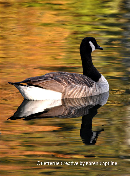 WILDLIFE--GOOSE.jpg