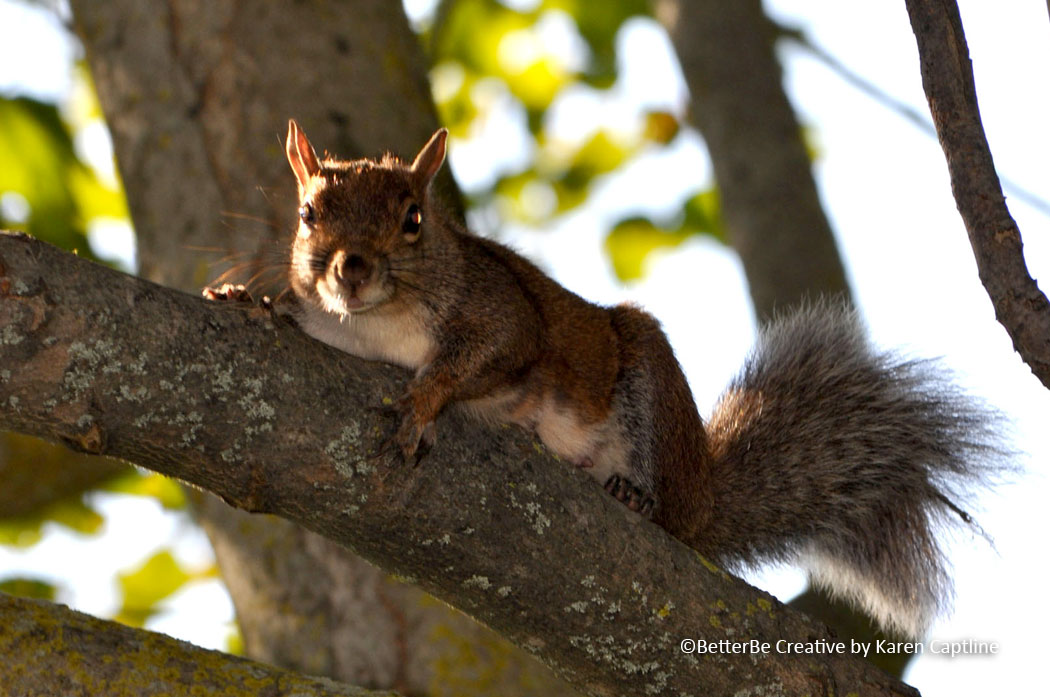 WILDLIFE--SQUIRREL-2.jpg