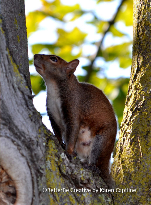 WILDLIFE--SQUIRREL.jpg