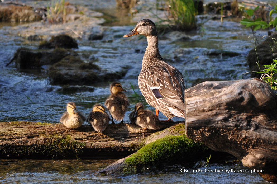 WILDLIFE--DUCKS.jpg