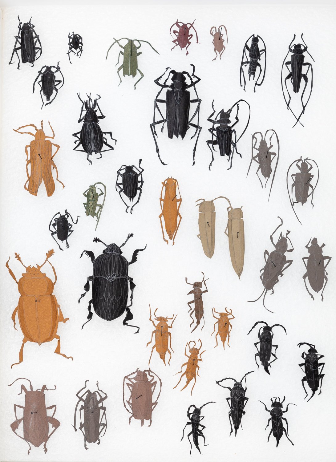 Beetle Box No. 5