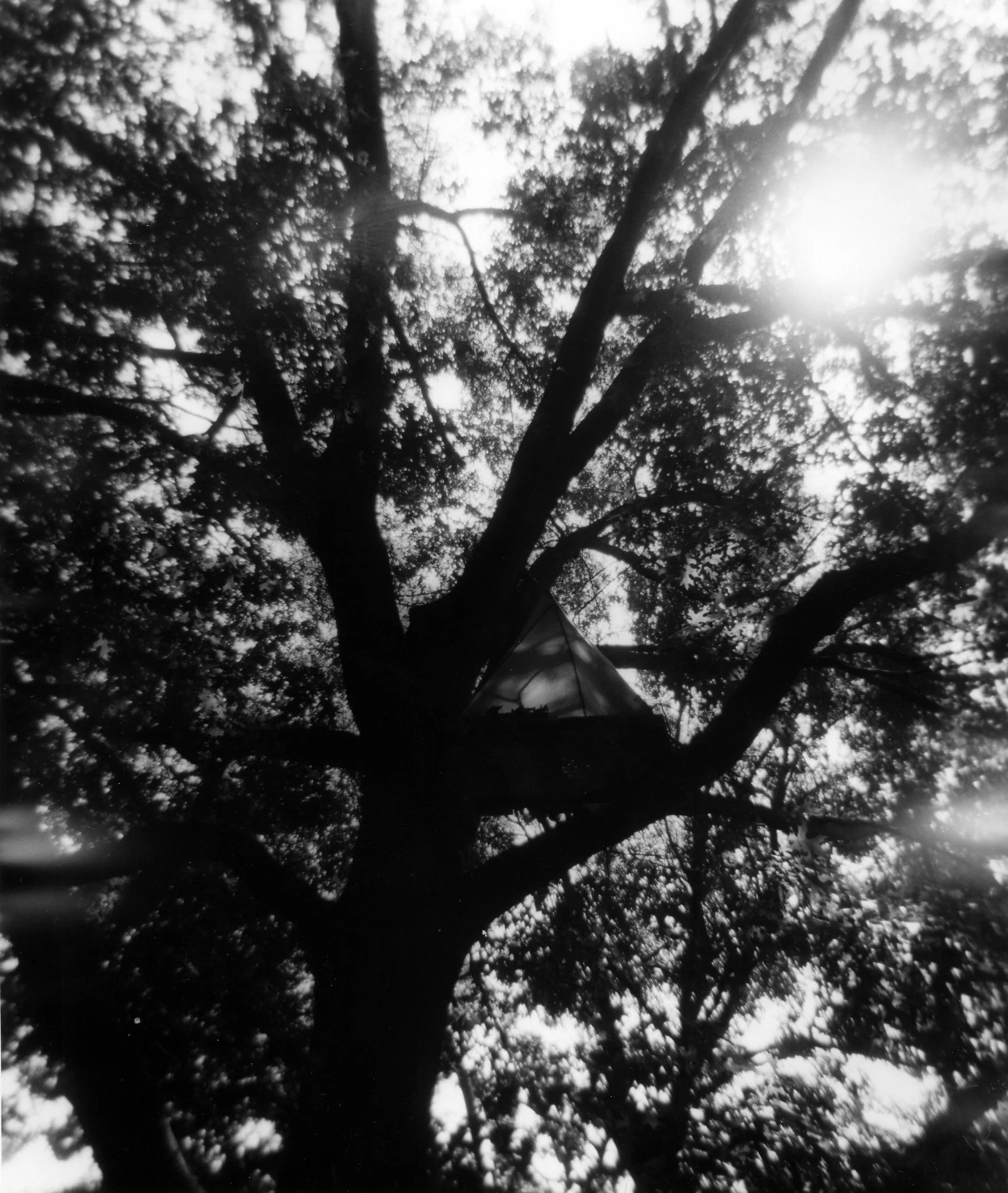 Holga_Tree.jpg
