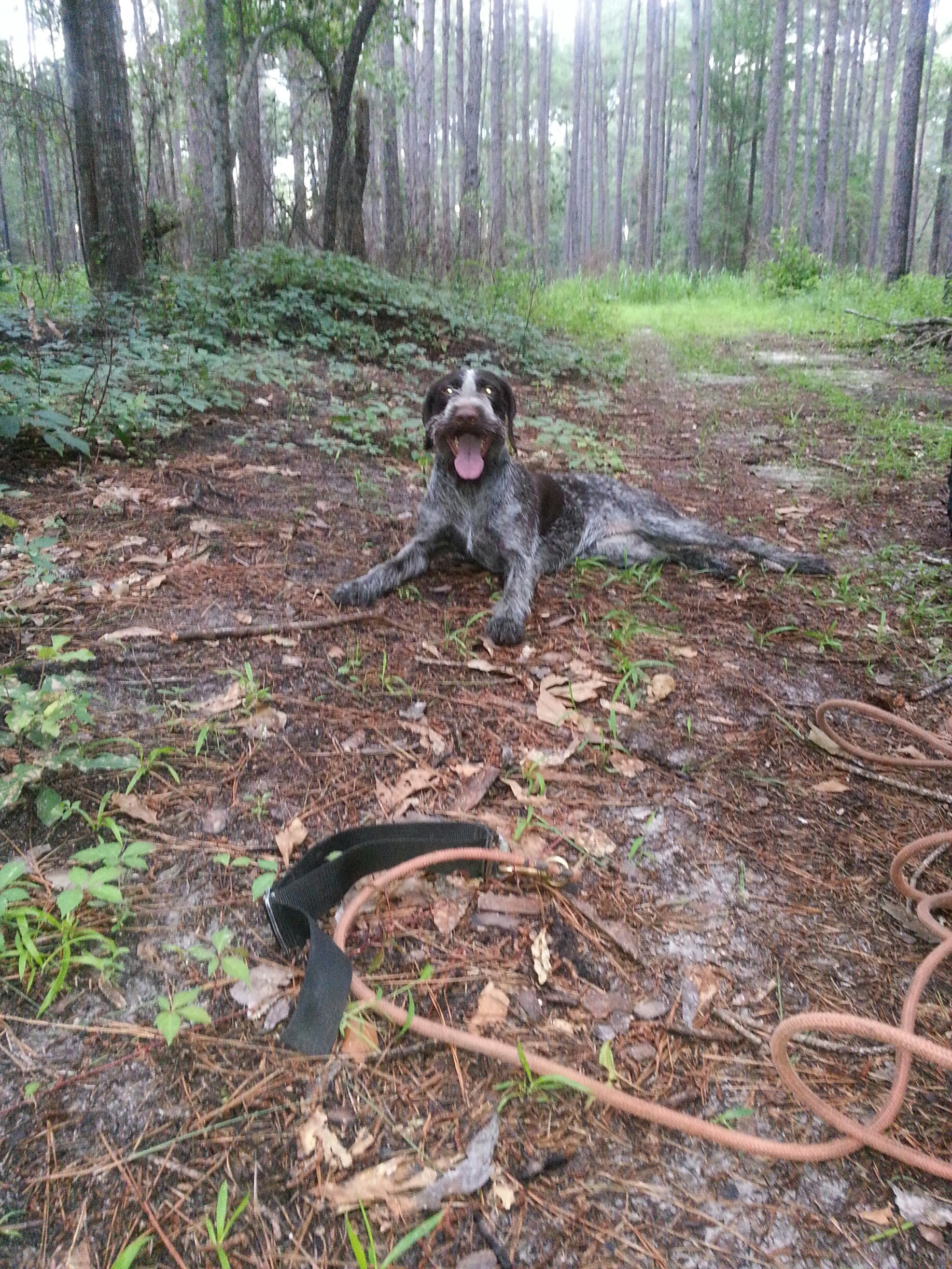 Prudy after running a practice blood track.