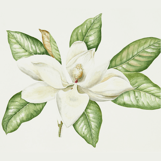 Magnolia.png