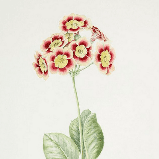 Primrose.png