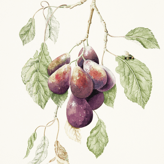 Plums.png