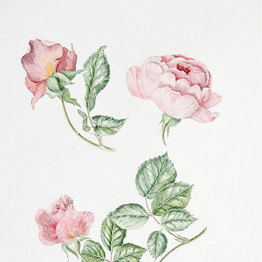 Rose.png