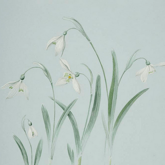 Snowdrop.png