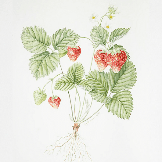 Strawberry.png