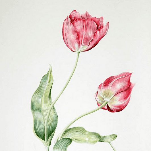 Tulip1.png