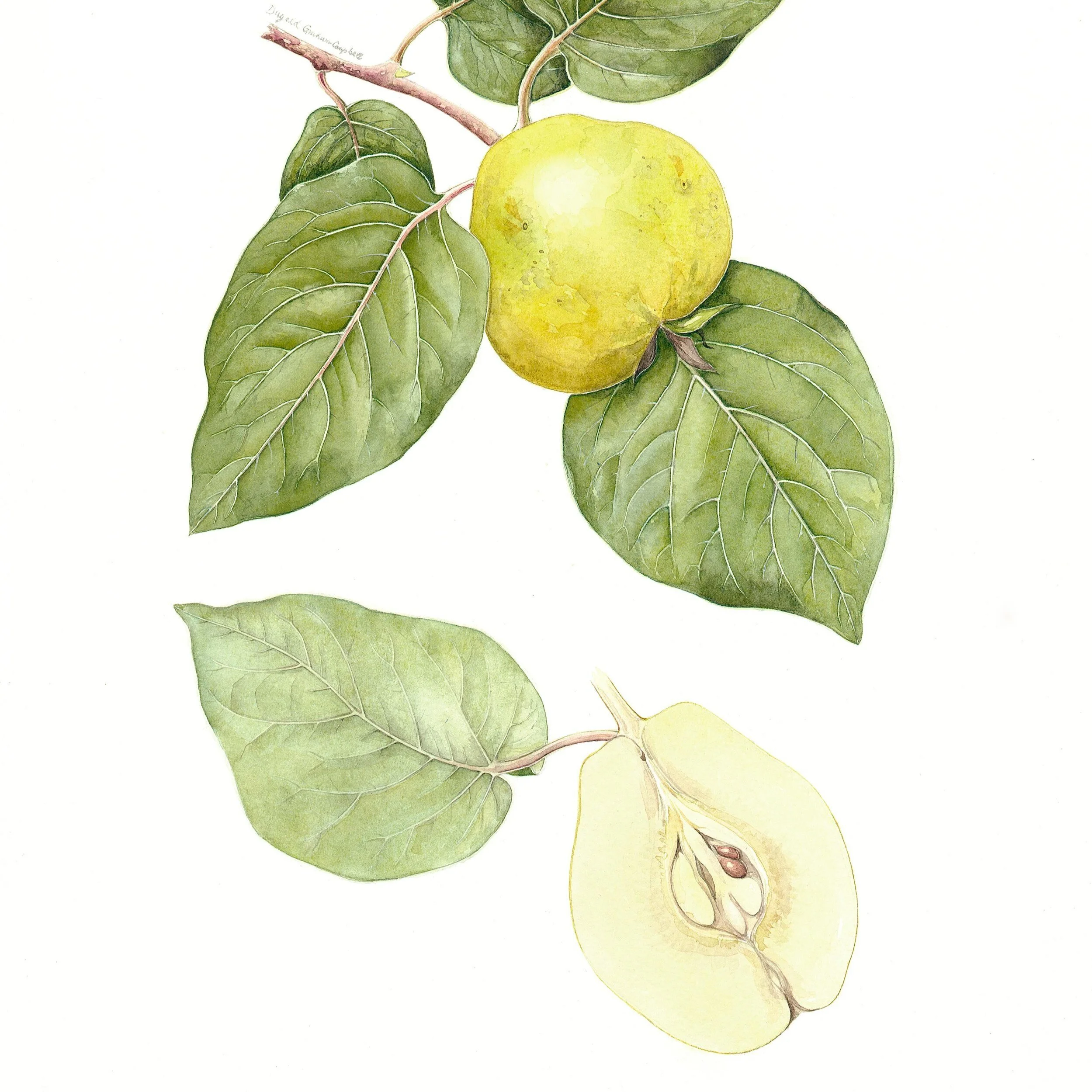 Medlar.jpg