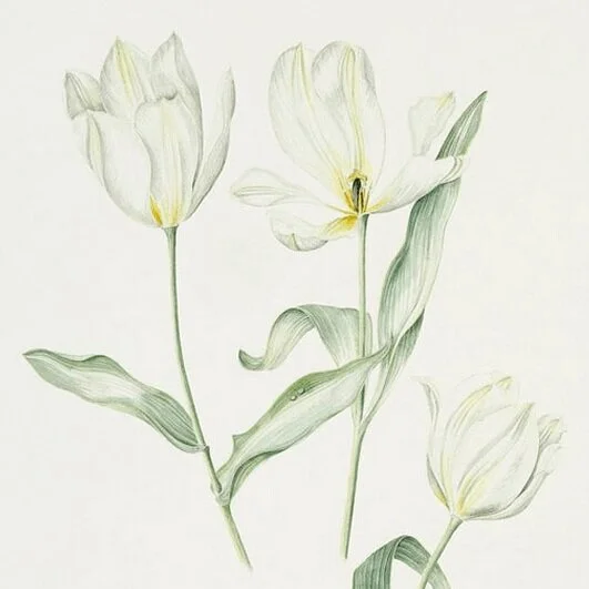 Tulip3.jpg