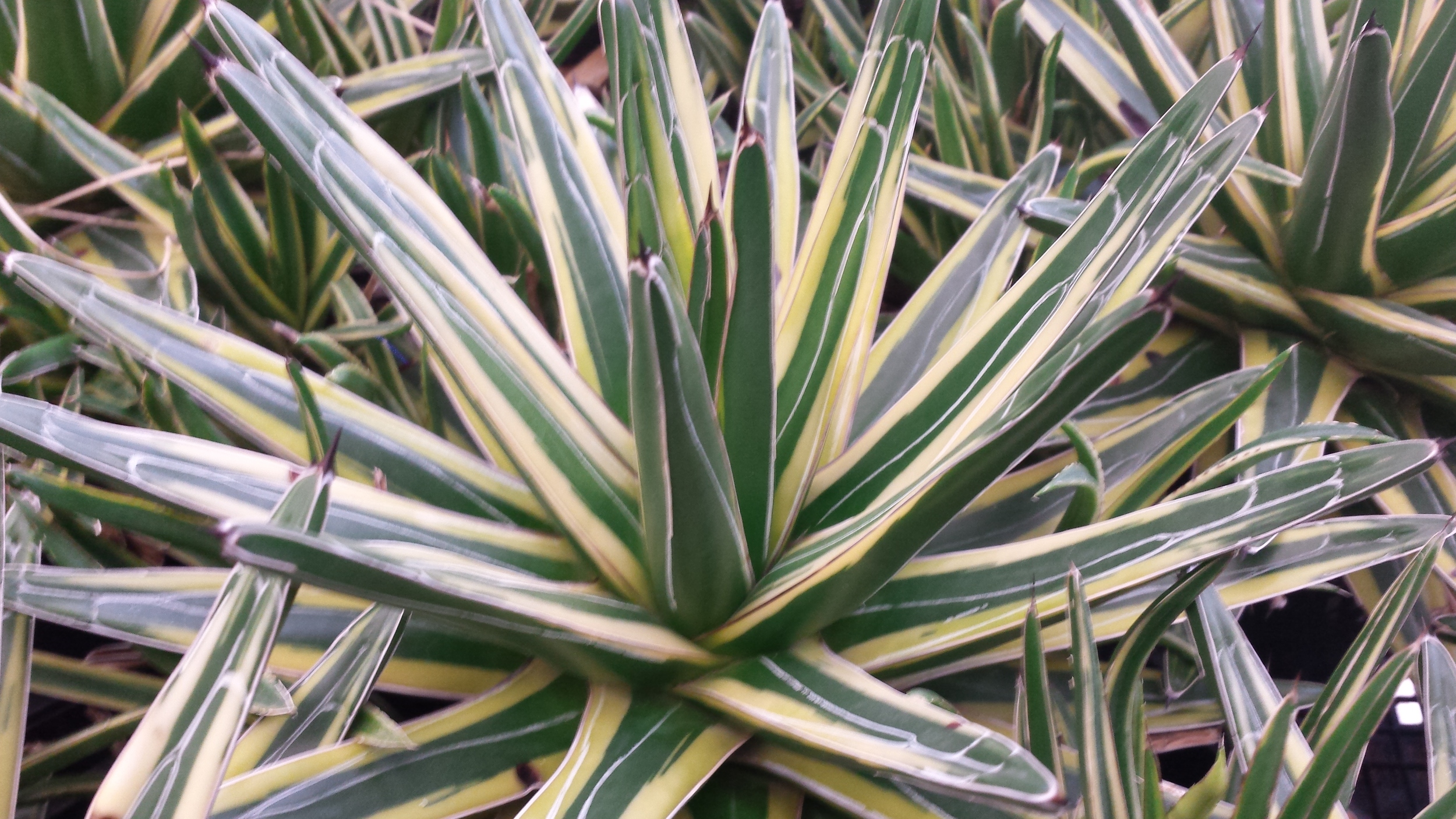 Agave victoria-reginae variegata