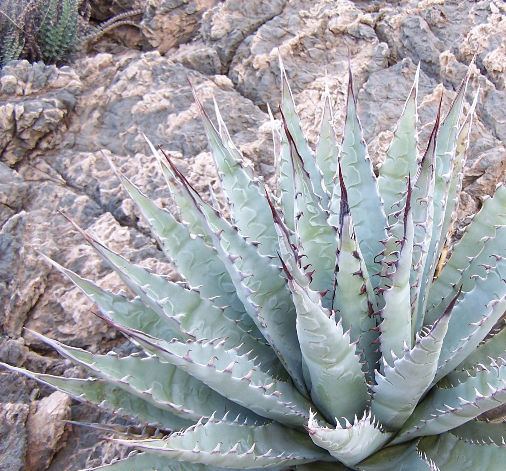 Agave desertii simplex.JPG