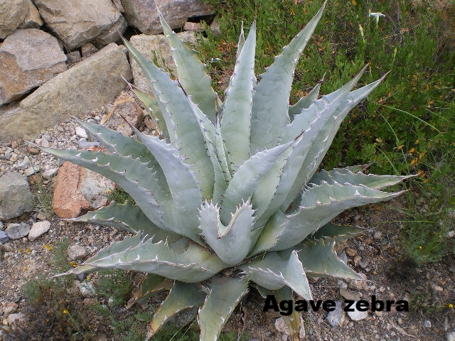 Agave zebra