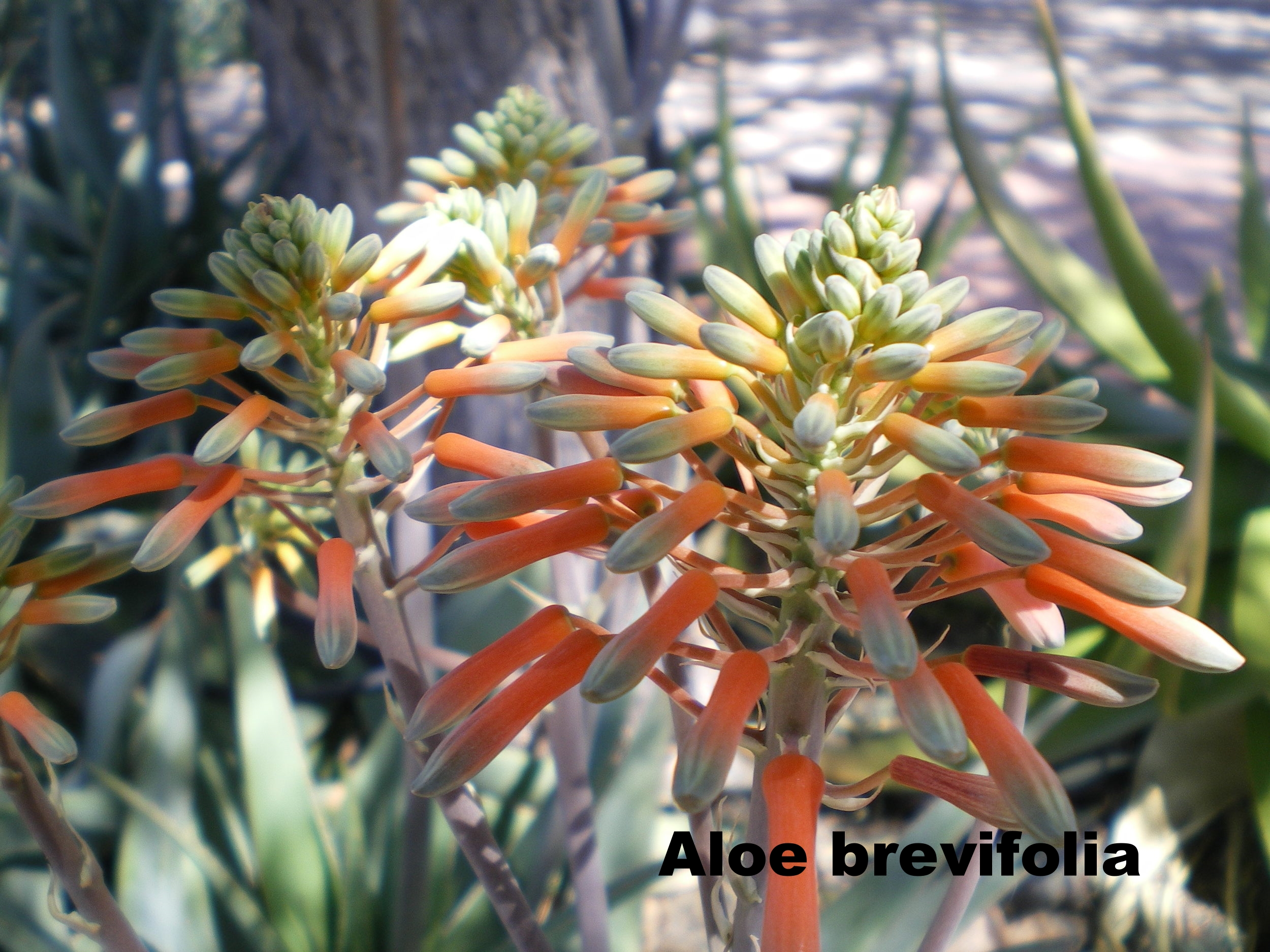 aloe brevi.JPG