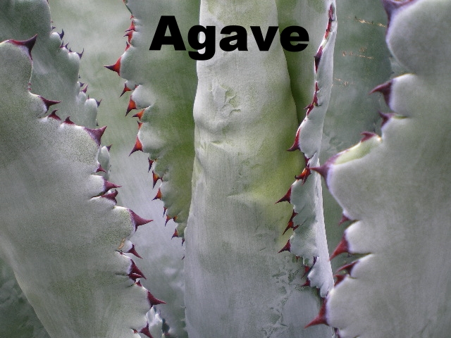 Agave