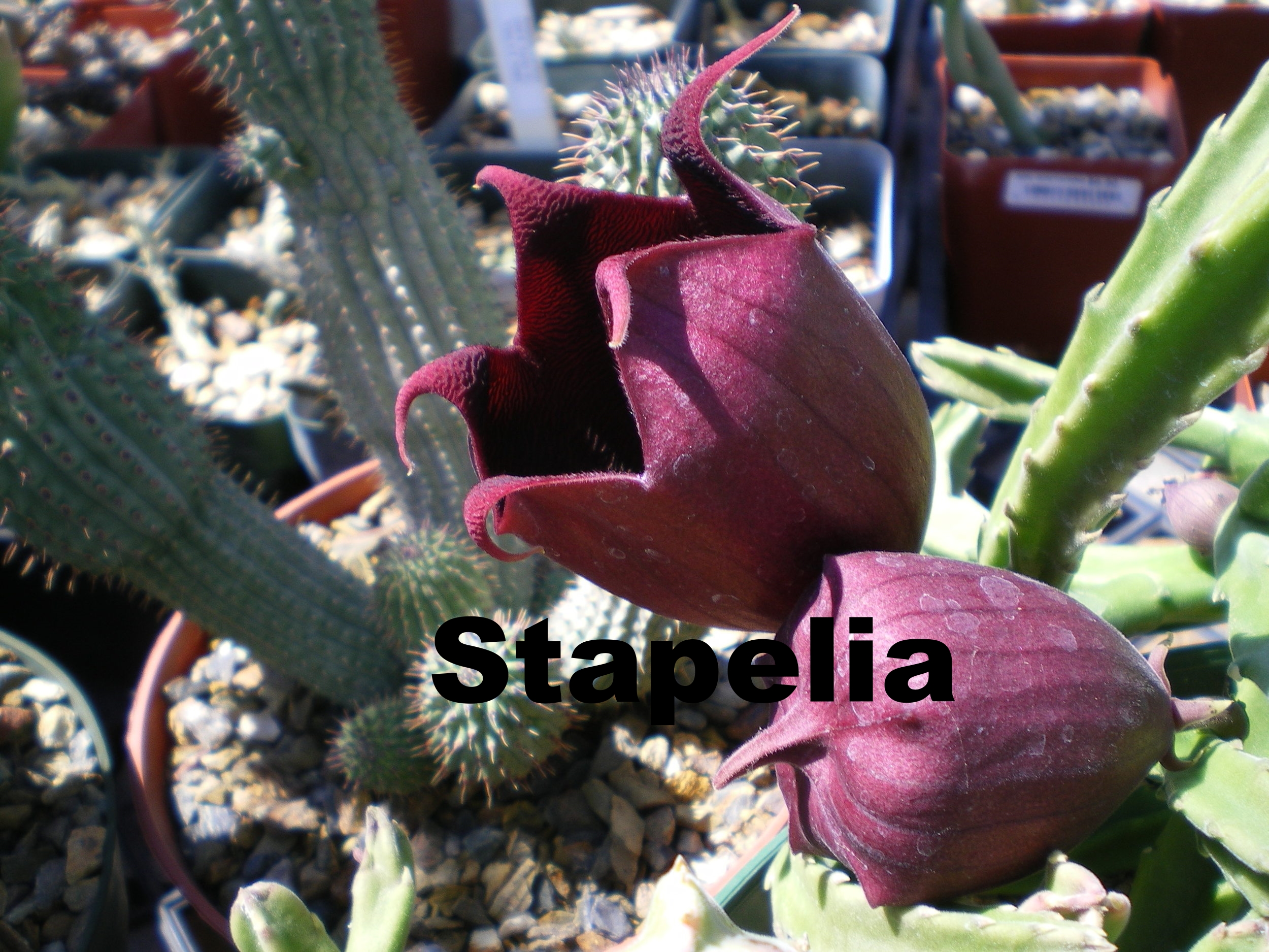 Stapelia