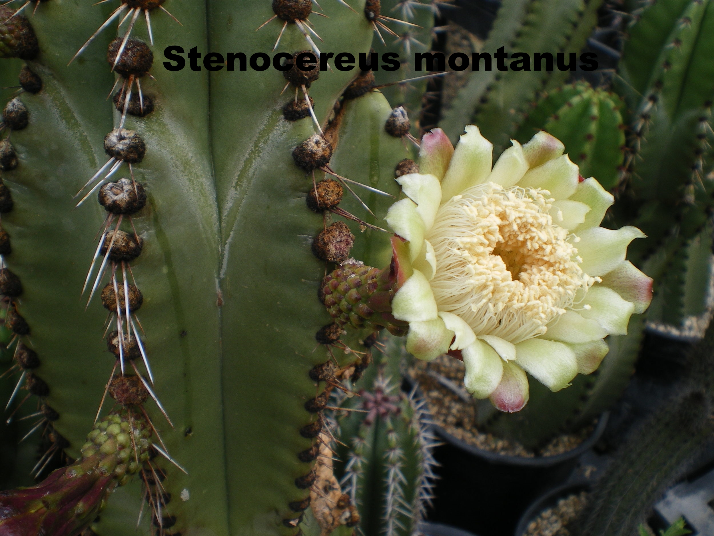 stenocereus montanus.JPG