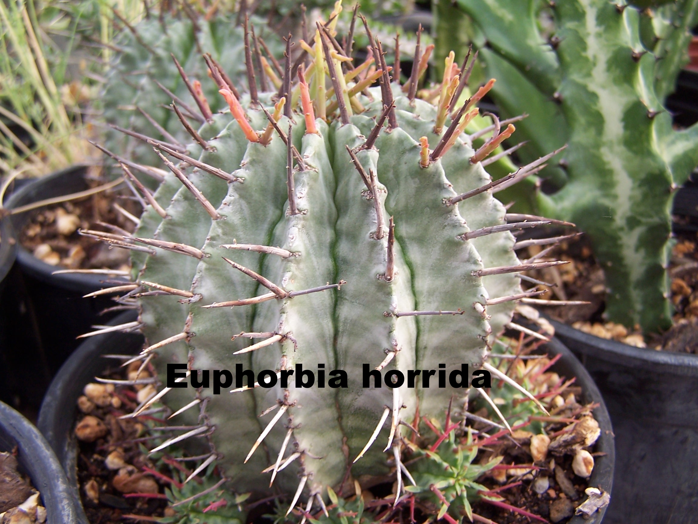 Euphorbia horrida.JPG
