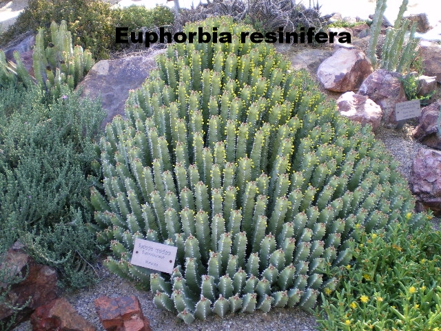 euphorbia resinifera.JPG