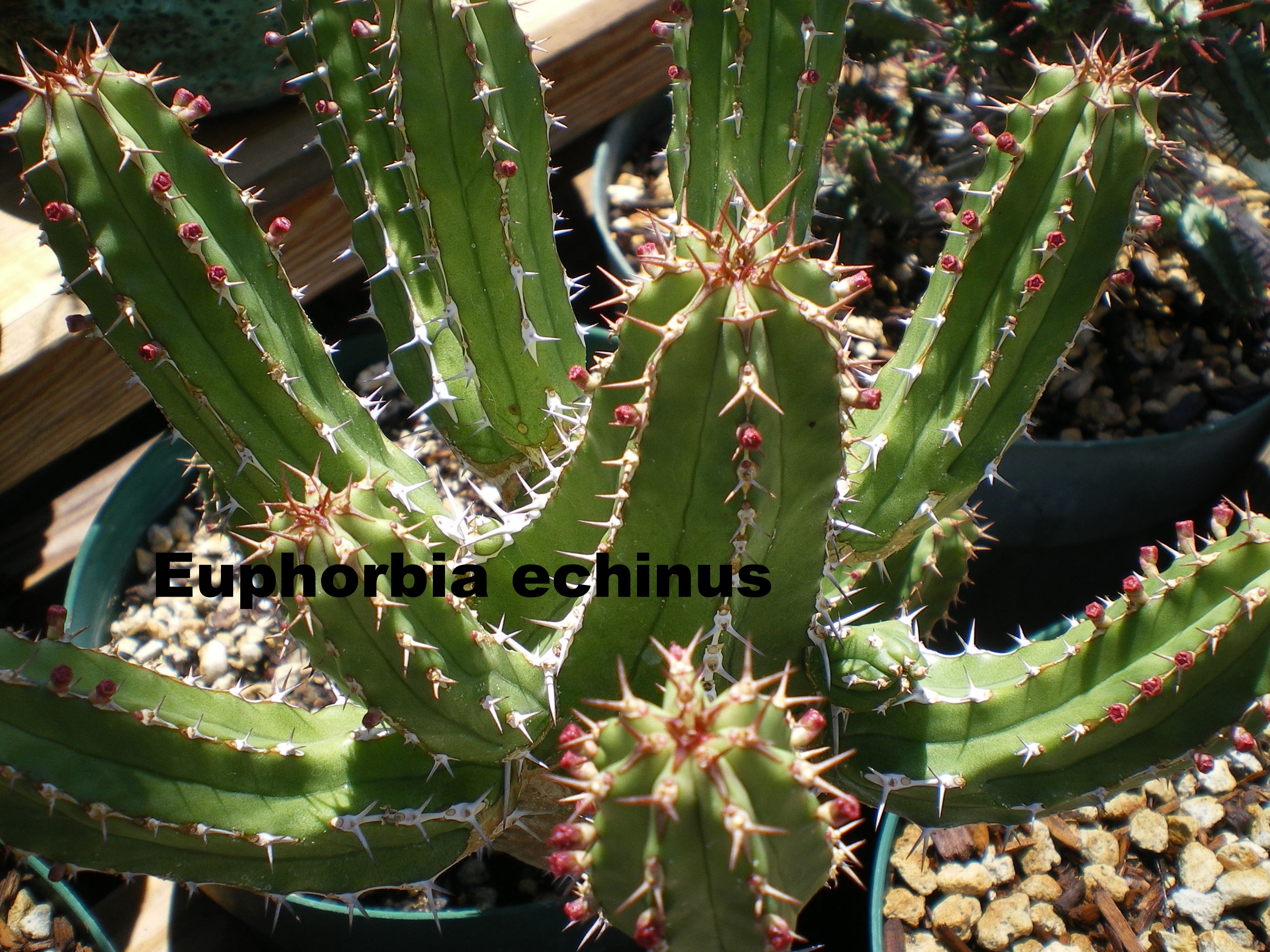 euphorbia echinus.JPG