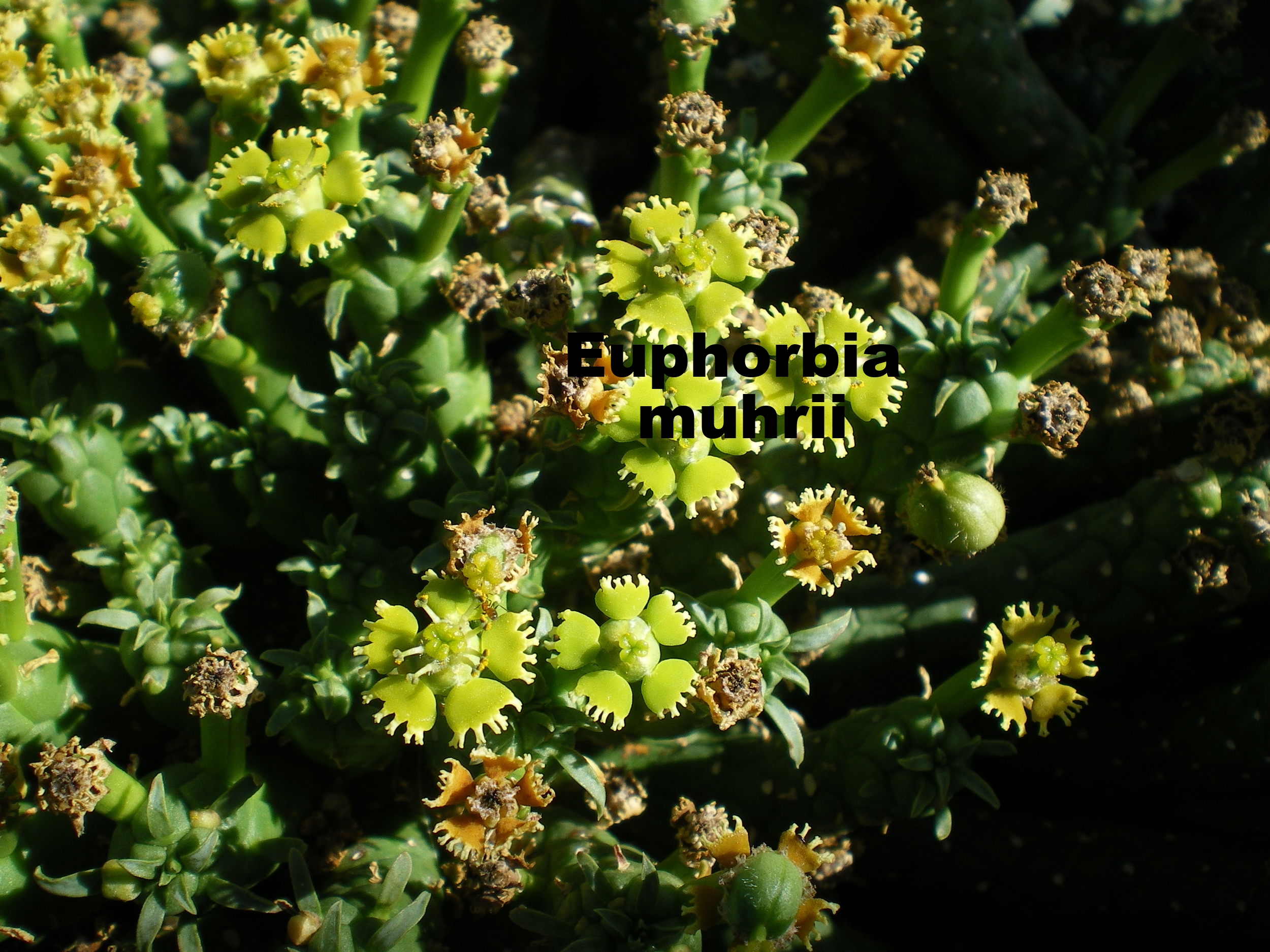 euphorbia muhrii.JPG