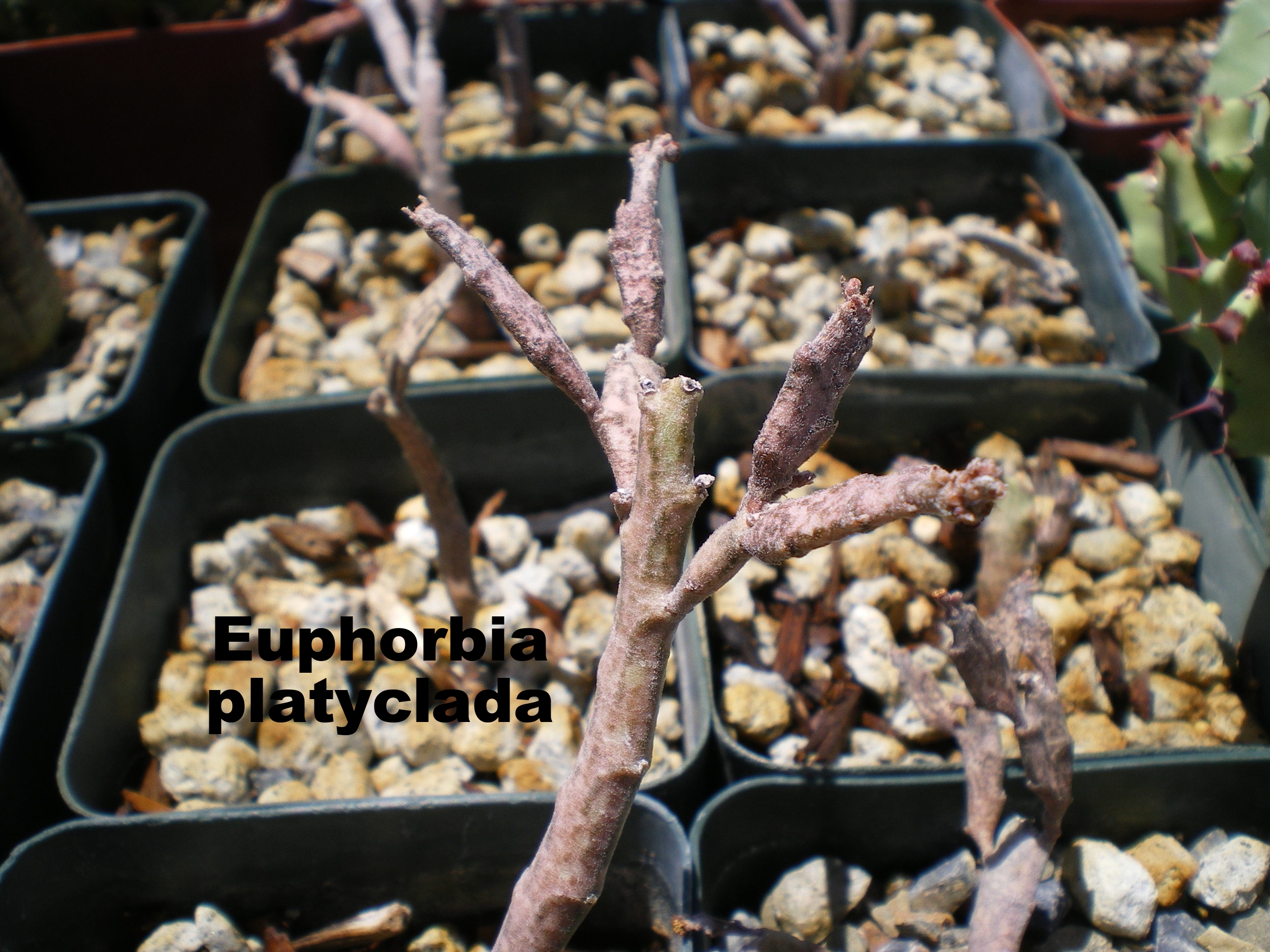 euphorbia platyclada.JPG