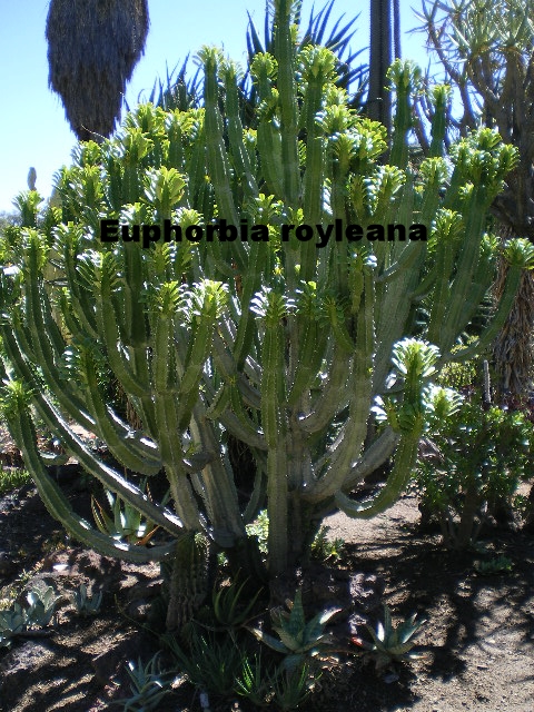 Euphorbia royleana.JPG