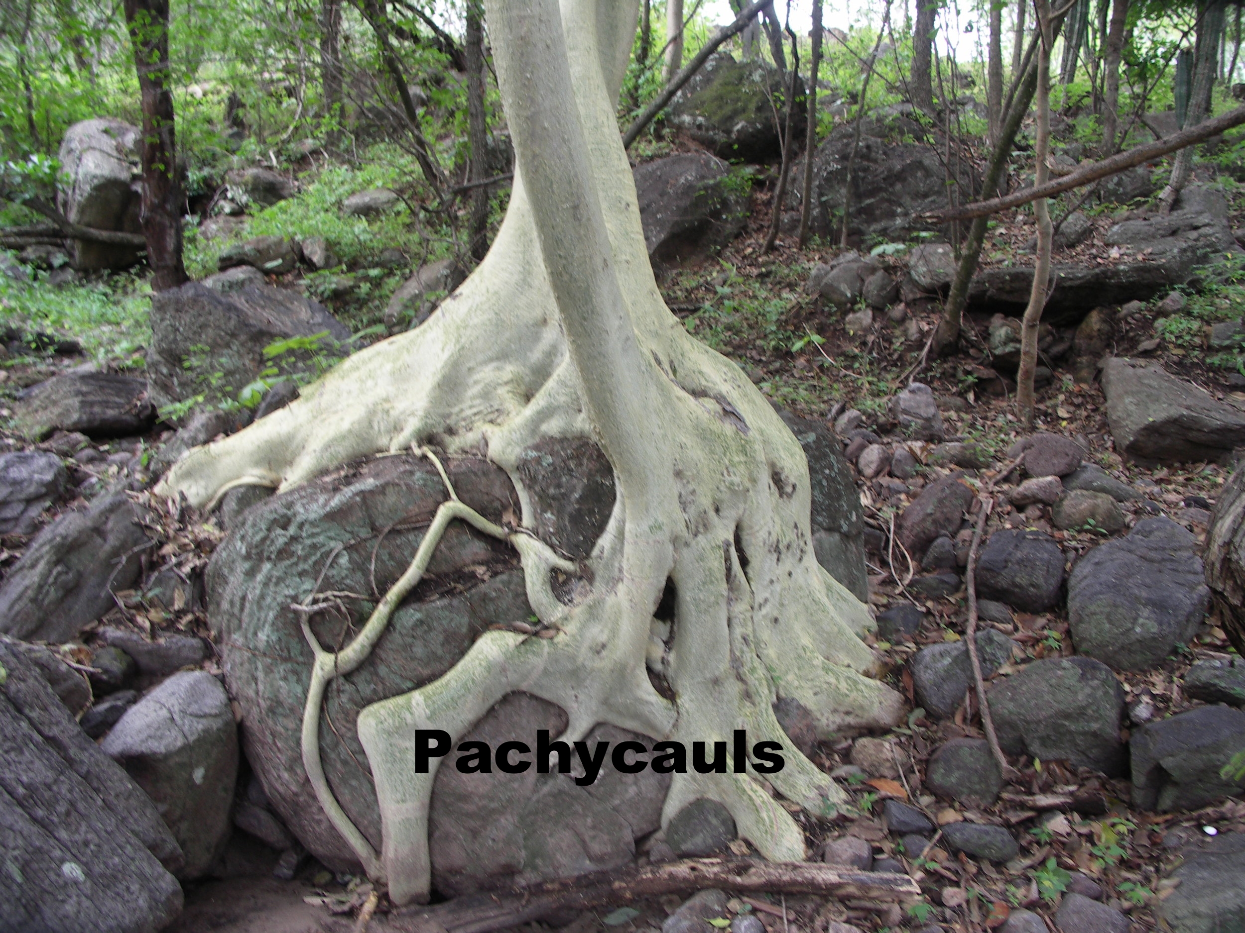 Ficus petiolaris.JPG
