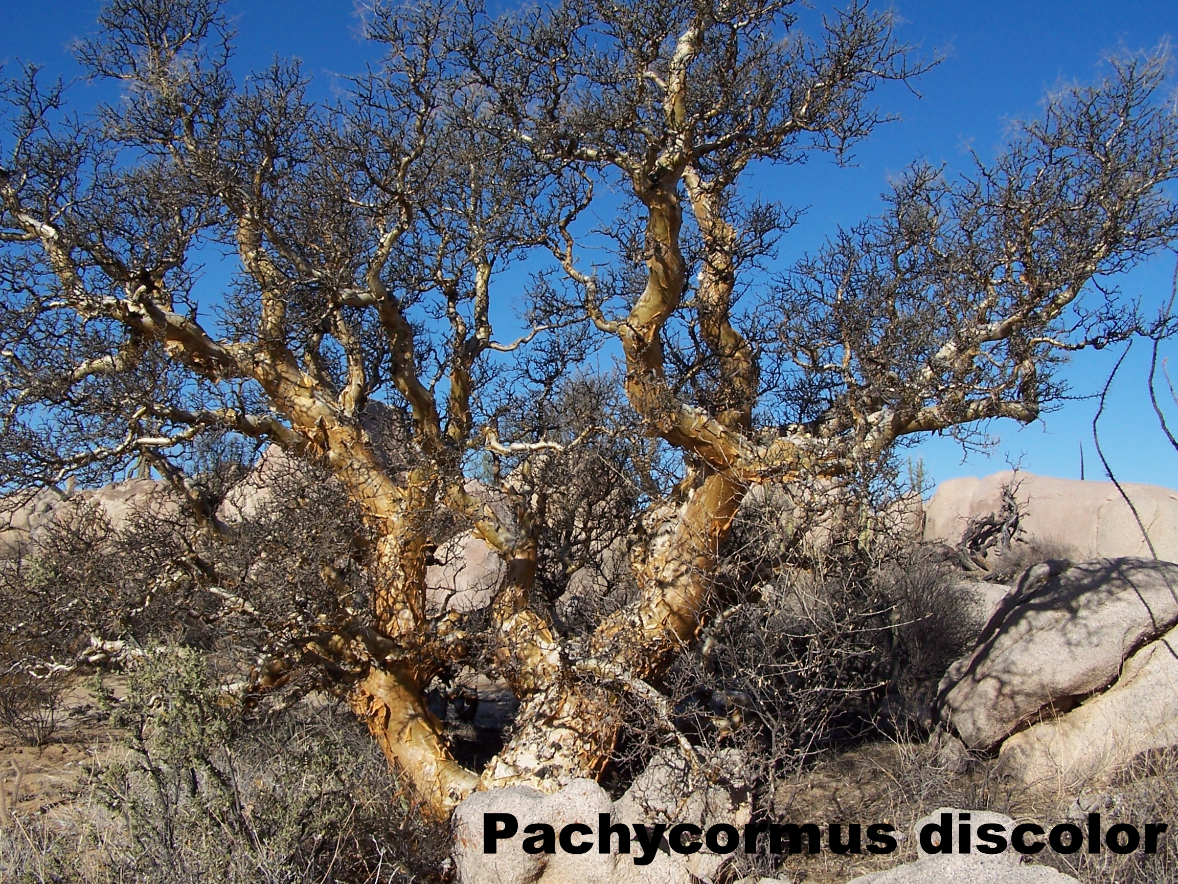 Pachycormus discolor.JPG