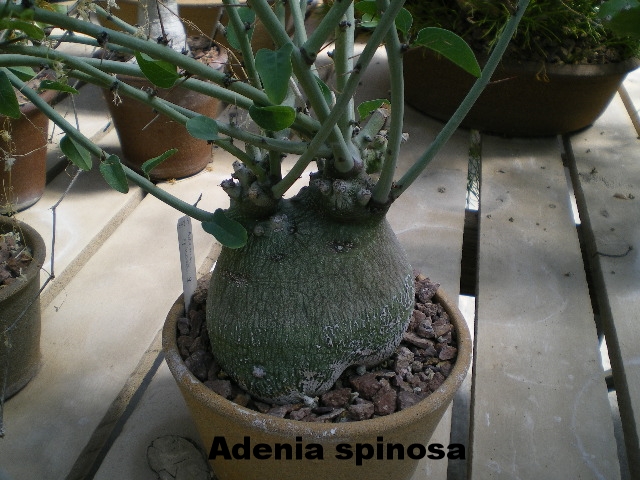 Adenia spinosa.JPG