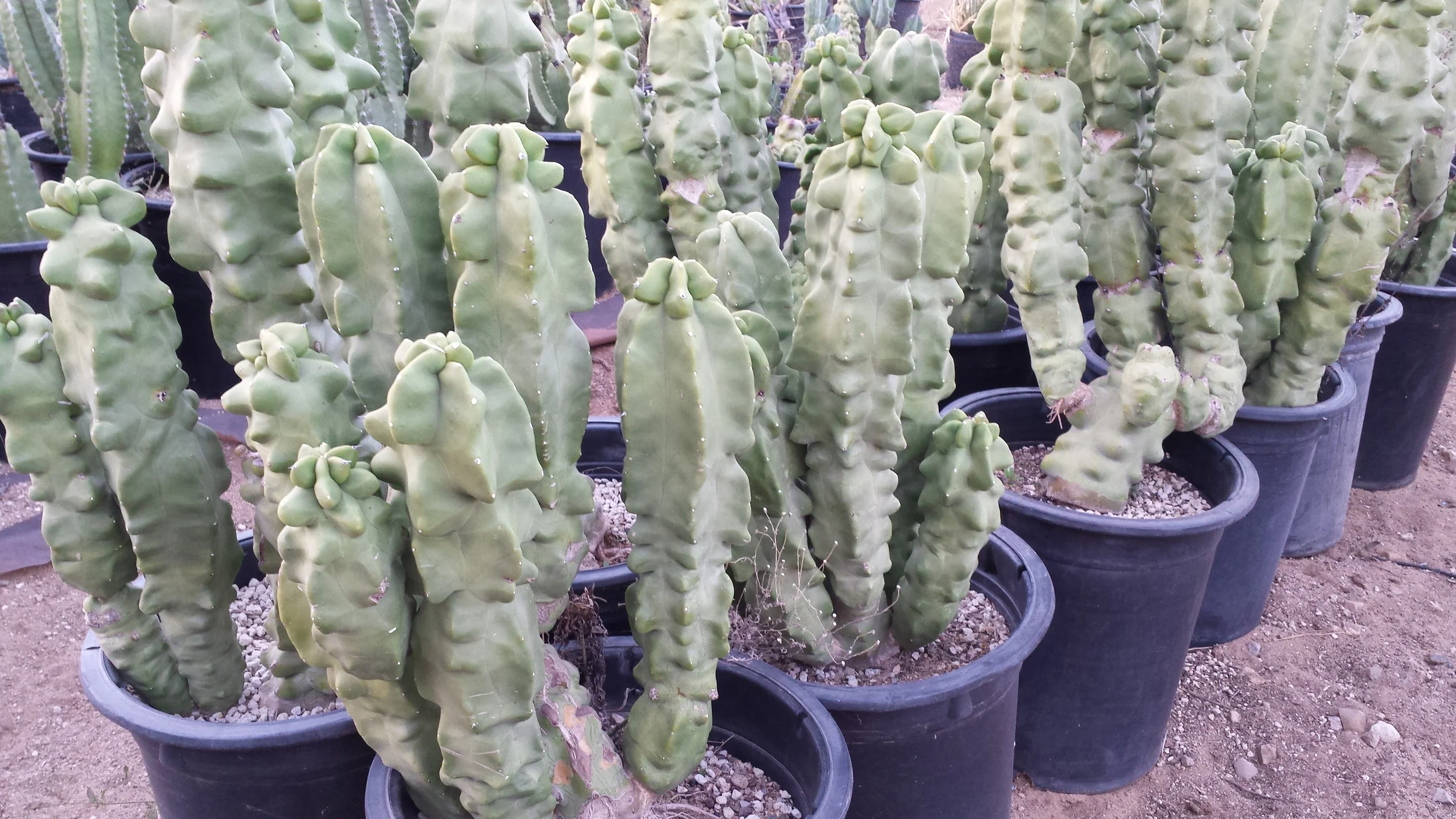 20141108_171555.jpg