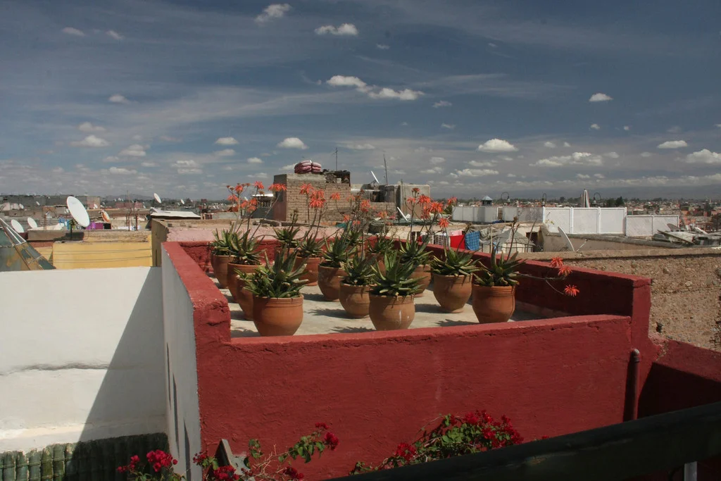 Flowers waving at the heavens, Marrakesh