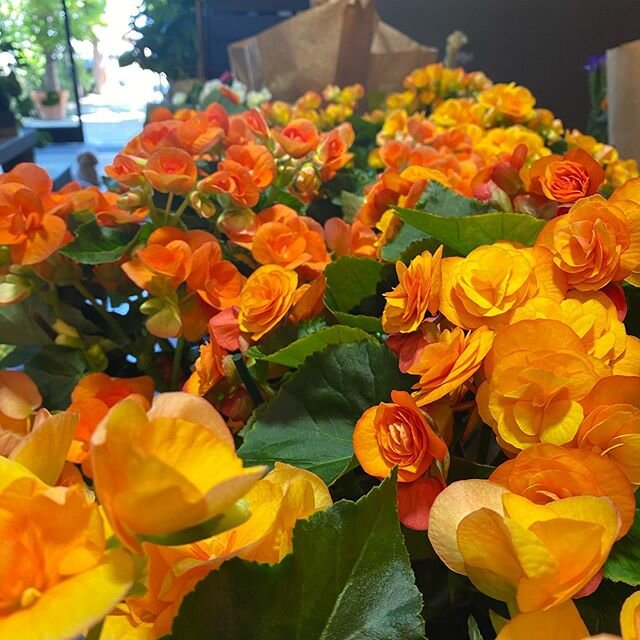 Comin&rsquo; in HOT! We just got a fresh shipment of these gorgeous, locally grown begonias, and they are so pretty! We&rsquo;ve got tangerine, pink, and white. Available for pick and delivery tomorrow, and then folks, that is a serious wrap! Give us