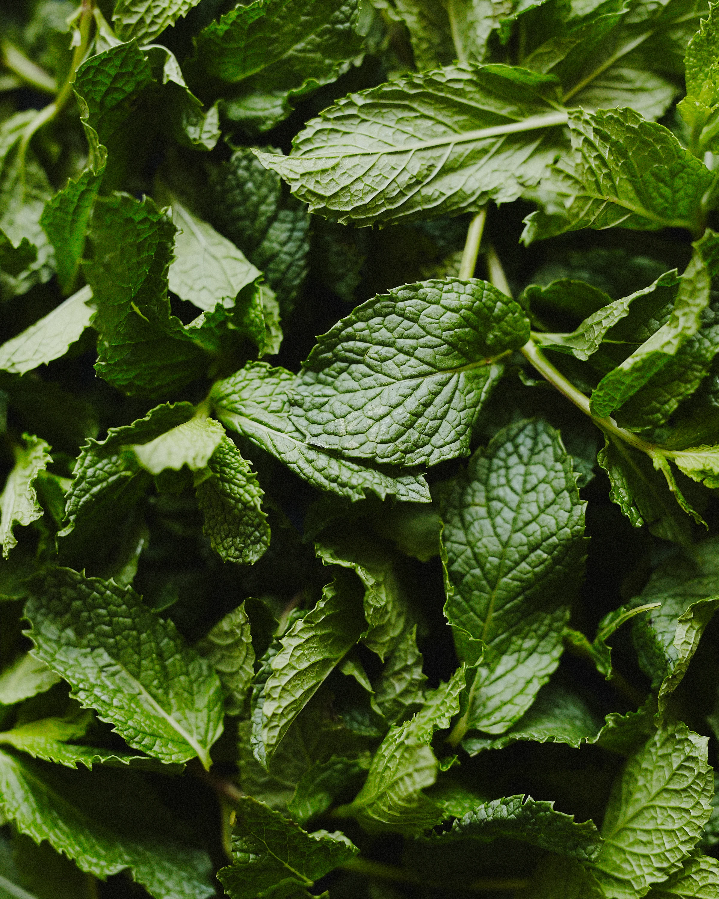 mint