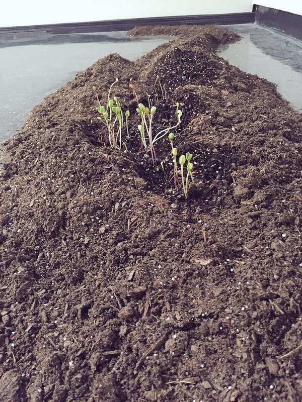 Relational Sustainability (detail of sunflowers growing due to tweets))