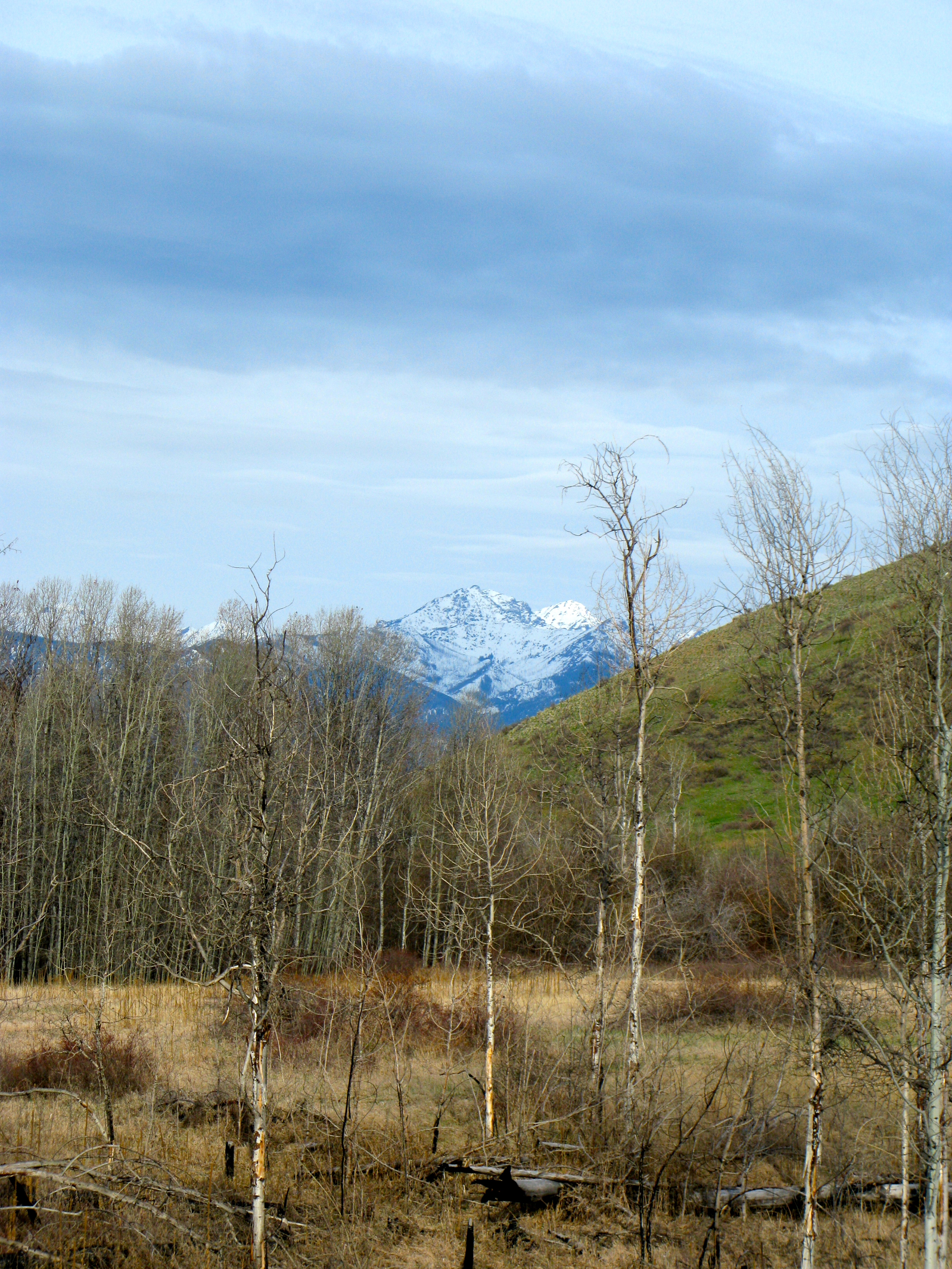 The hills are greening up! Mt. Gardner in the background. Photo courtesy of Pat Leigh.