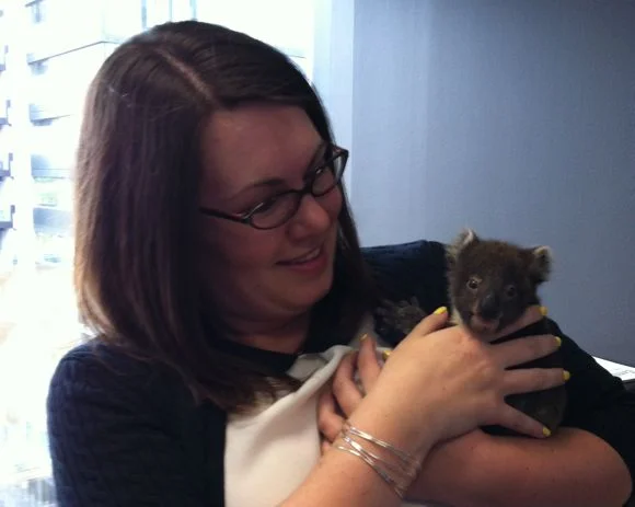Little tiny Koala Bear!