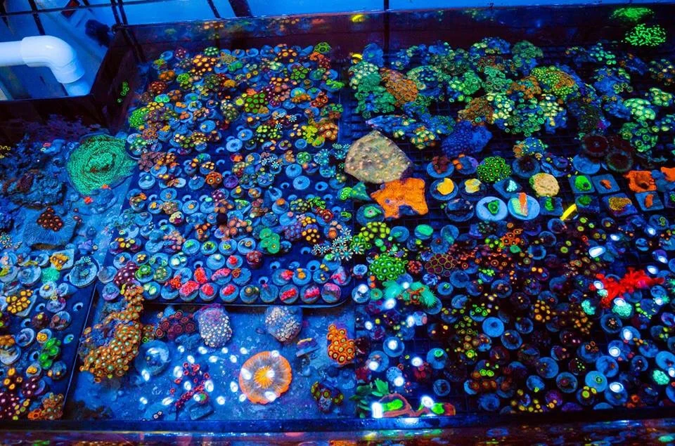 Photo provided by Josh Pork Sandwich Zoas