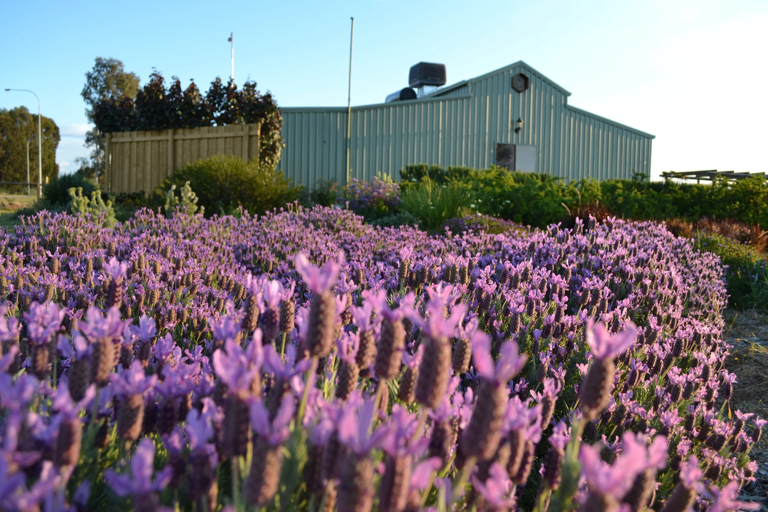 Lavender