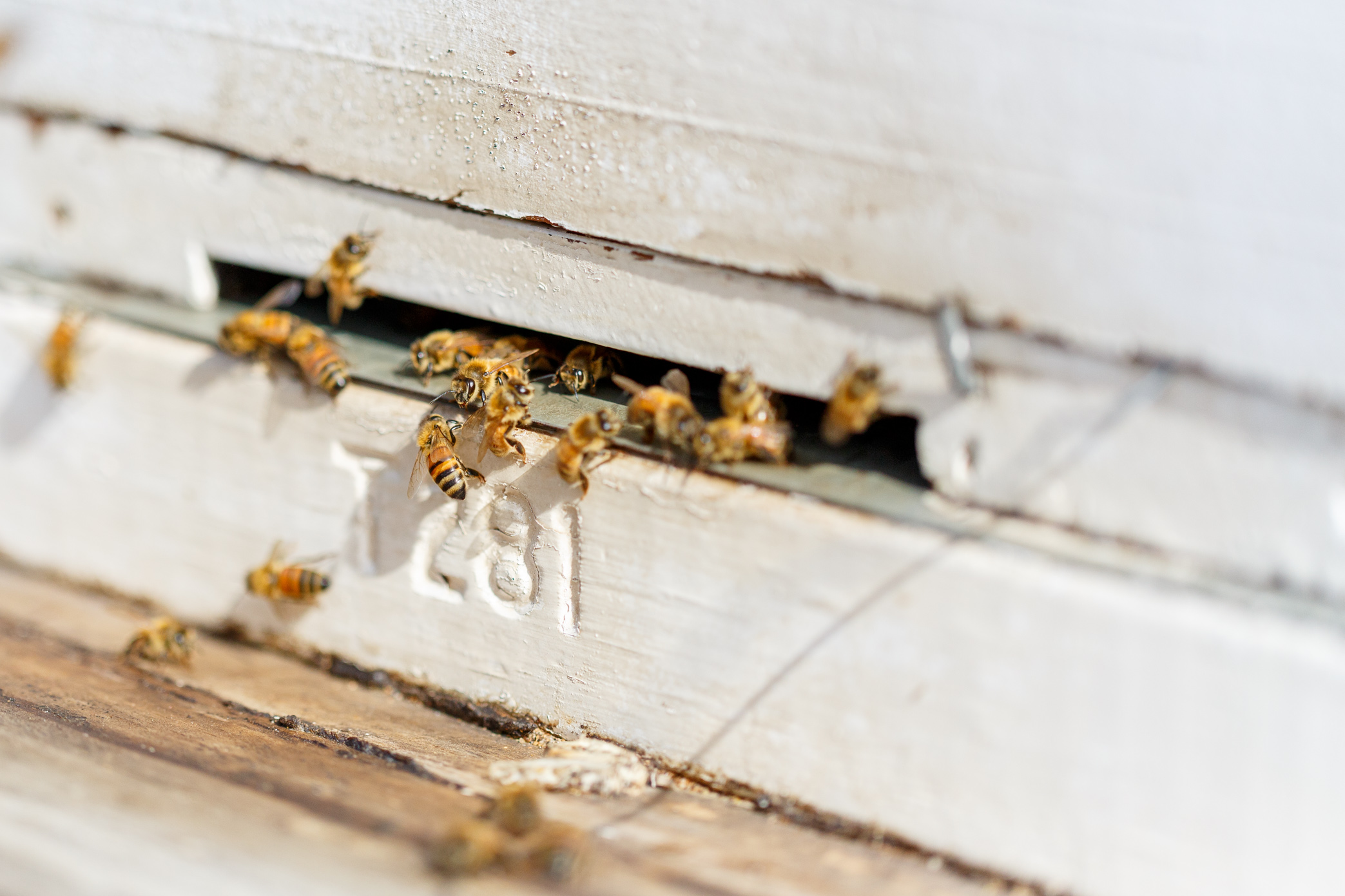 The House of Honey™ Home The House of Honey