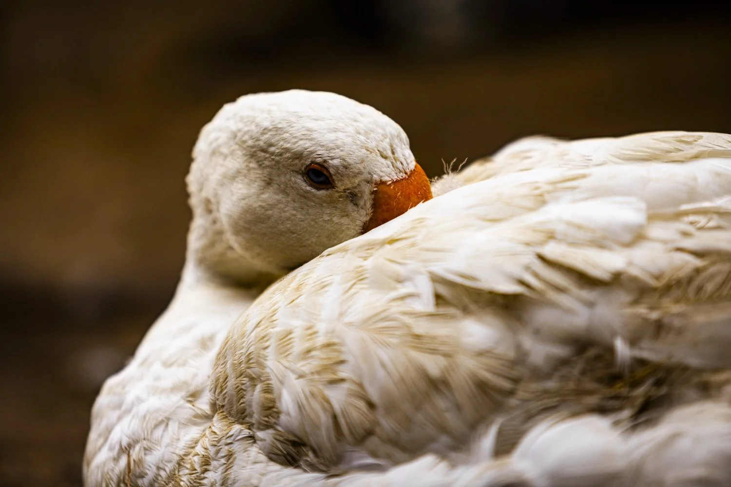 Geese-1.jpeg