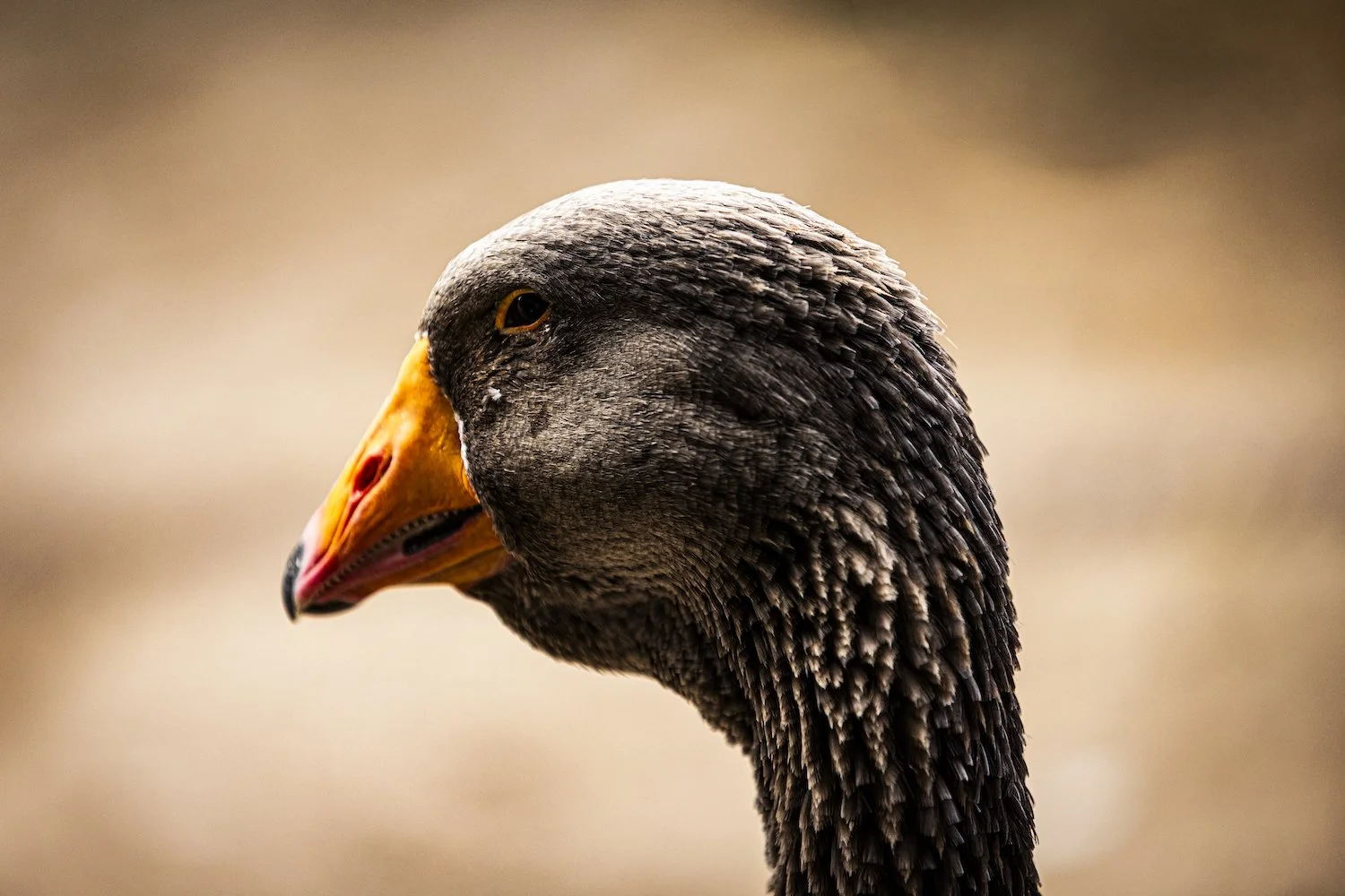 Geese-3.jpeg