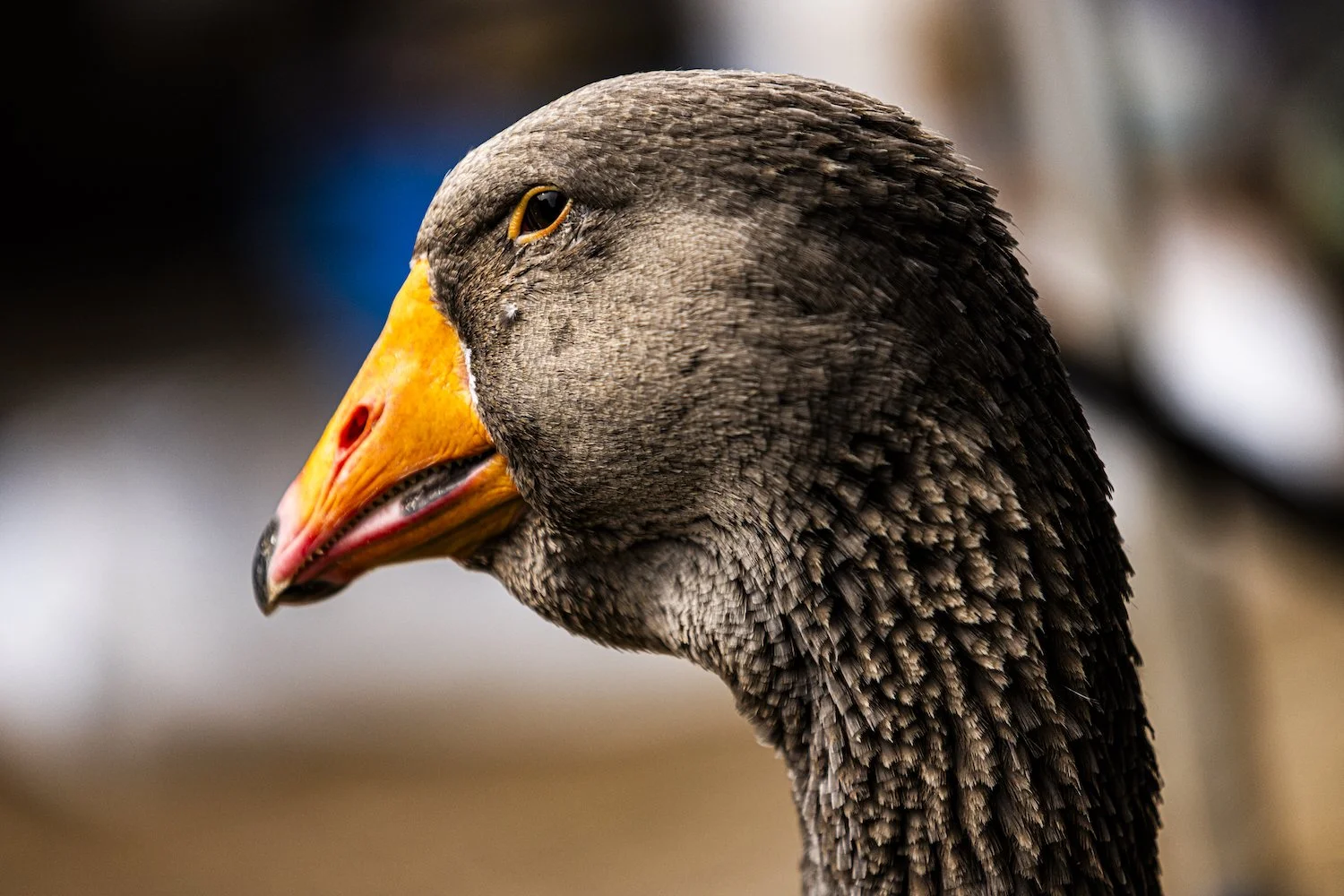 Geese-4.jpeg