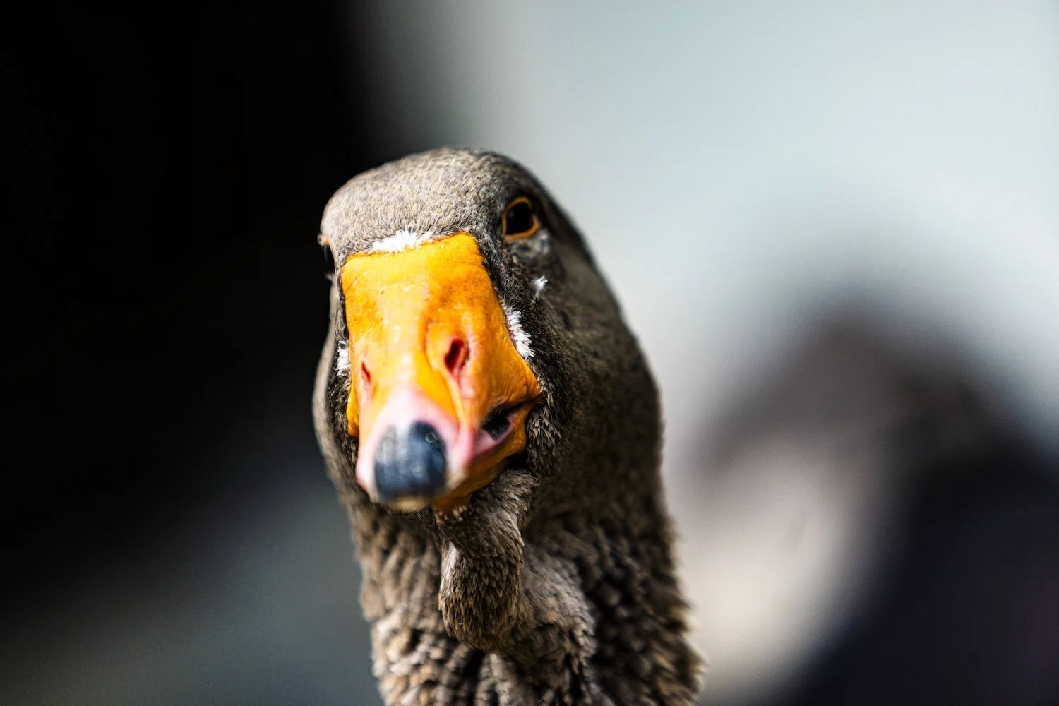Geese-5.jpeg