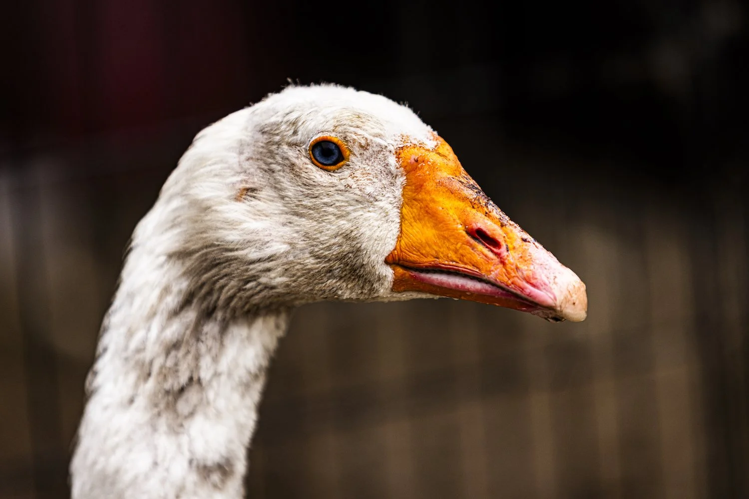 Geese-7.jpeg