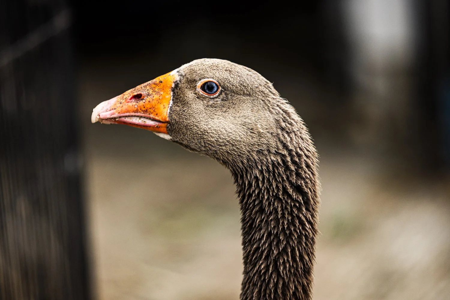 Geese-8.jpeg